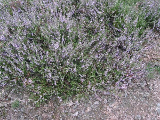 Calluna Vulgaris