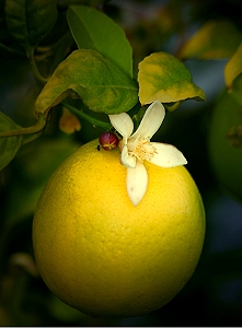 citroenbloesem